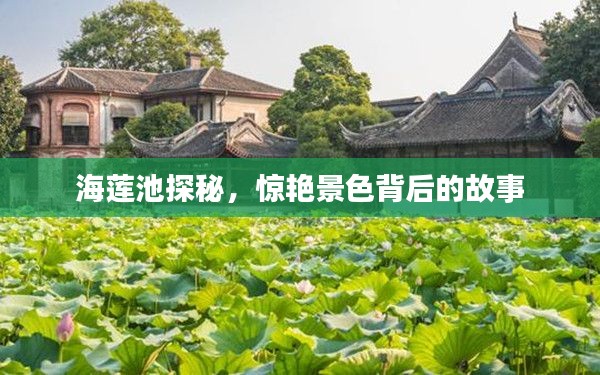 海莲池探秘,惊艳景色背后的故事