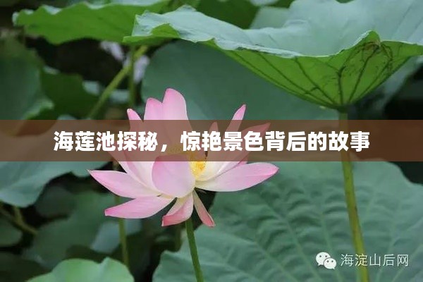 海莲池探秘,惊艳景色背后的故事