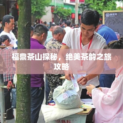 福鼎茶山探秘,绝美茶韵之旅攻略