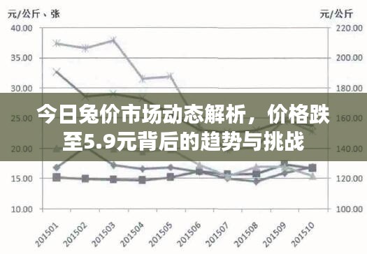 今日兔价市场动态解析,价格跌至5.9元背后的趋势与挑战