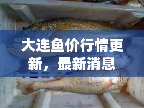 大连鱼价行情更新,最新消息一网打尽!