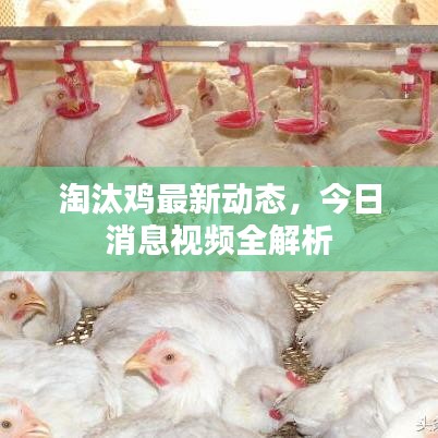 淘汰鸡最新动态,今日消息视频全解析