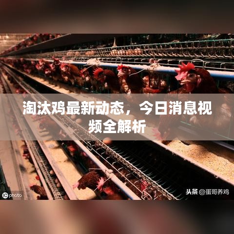 淘汰鸡最新动态,今日消息视频全解析