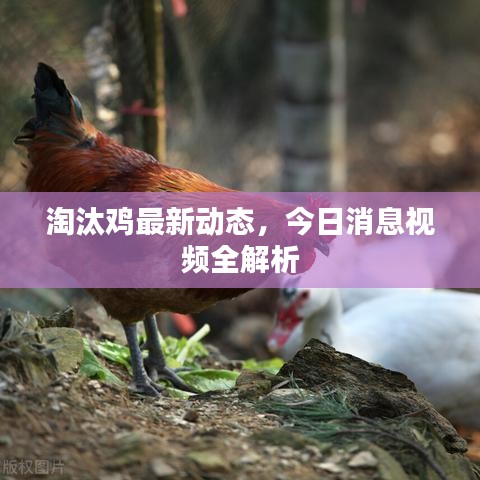 淘汰鸡最新动态,今日消息视频全解析