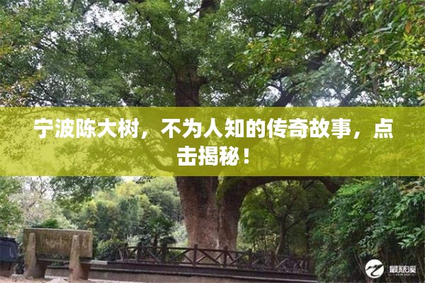 宁波陈大树,不为人知的传奇故事,点击揭秘!