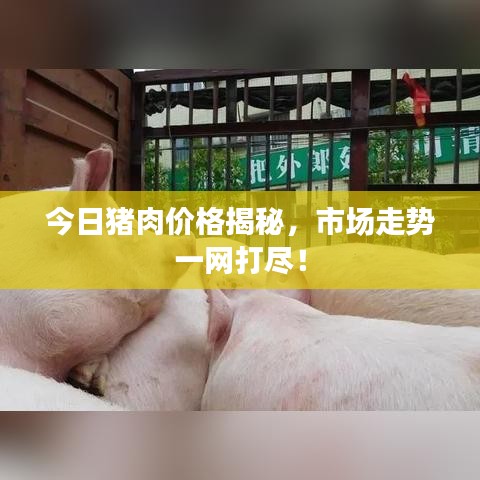 今日猪肉价格揭秘,市场走势一网打尽!