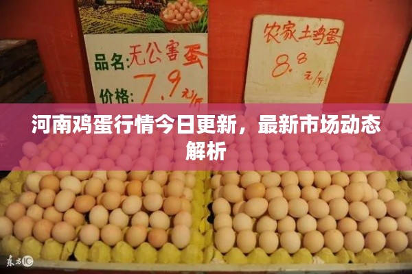 河南鸡蛋行情今日更新,最新市场动态解析