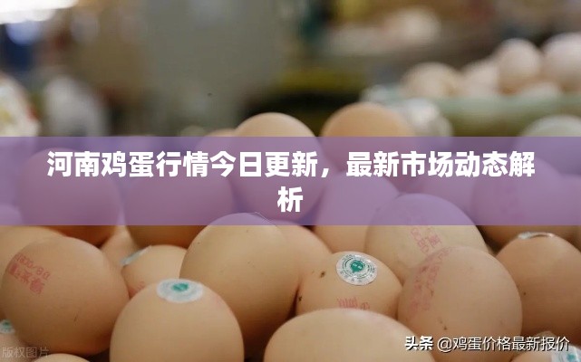 河南鸡蛋行情今日更新,最新市场动态解析