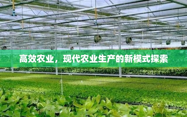 高效农业,现代农业生产的新模式探索