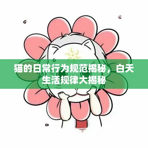 猫的日常行为规范揭秘,白天生活规律大揭秘