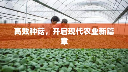 高效种菇,开启现代农业新篇章