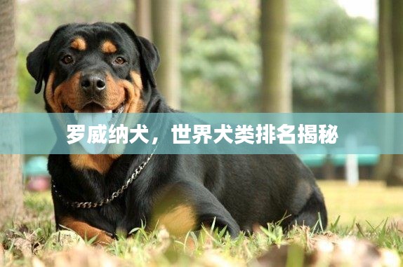 罗威纳犬,世界犬类排名揭秘