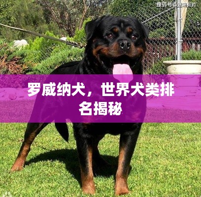 罗威纳犬,世界犬类排名揭秘