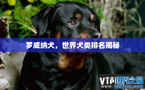 罗威纳犬,世界犬类排名揭秘