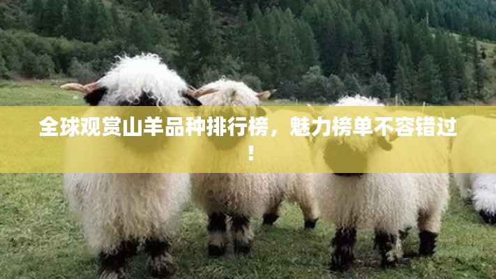 全球观赏山羊品种排行榜,魅力榜单不容错过!