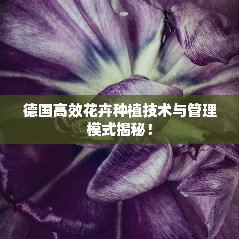 德国高效花卉种植技术与管理模式揭秘!