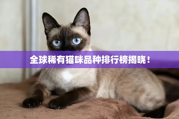 全球稀有猫咪品种排行榜揭晓!