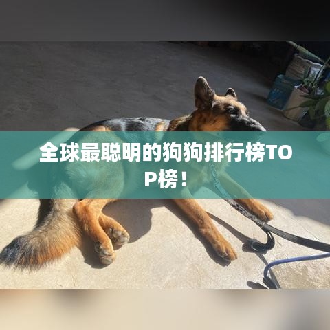全球最聪明的狗狗排行榜TOP榜!