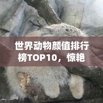 世界动物颜值排行榜TOP10,惊艳之美一览无余