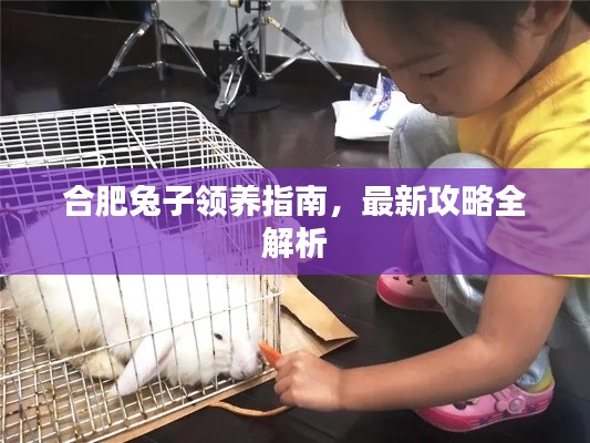 合肥兔子领养指南,最新攻略全解析
