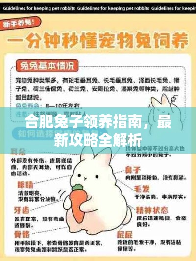 合肥兔子领养指南,最新攻略全解析