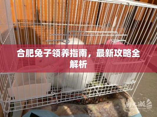 合肥兔子领养指南,最新攻略全解析