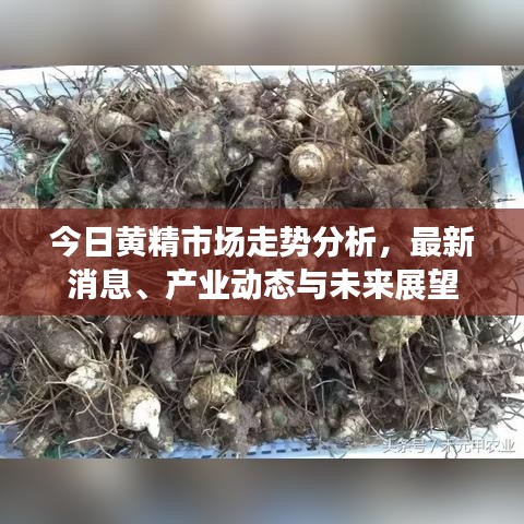 今日黄精市场走势分析,最新消息、产业动态与未来展望