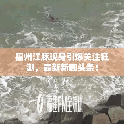 福州江豚现身引爆关注狂潮,最新新闻头条!