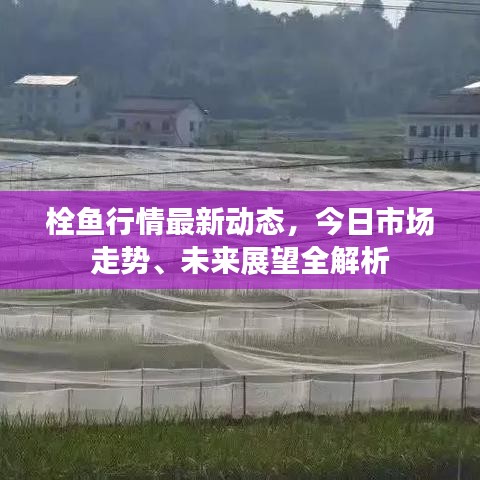 栓鱼行情最新动态,今日市场走势、未来展望全解析