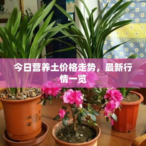 展翅高飞 第3页