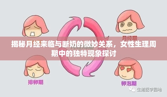 揭秘月经来临与断奶的微妙关系,女性生理周期中的独特现象探讨