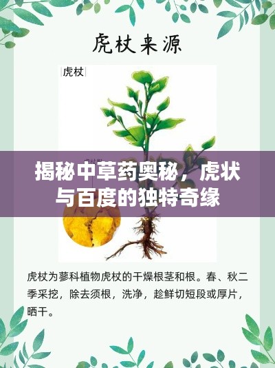 揭秘中草药奥秘,虎状与百度的独特奇缘