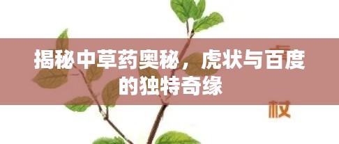 揭秘中草药奥秘,虎状与百度的独特奇缘