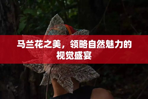 马兰花之美,领略自然魅力的视觉盛宴