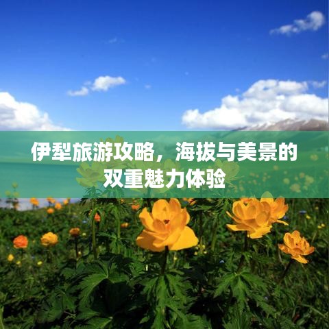 伊犁旅游攻略,海拔与美景的双重魅力体验