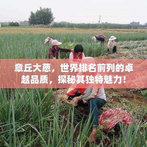 章丘大葱,世界排名前列的卓越品质,探秘其独特魅力!