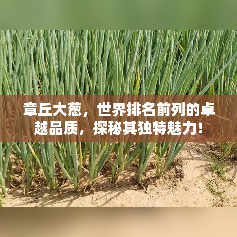 章丘大葱,世界排名前列的卓越品质,探秘其独特魅力!