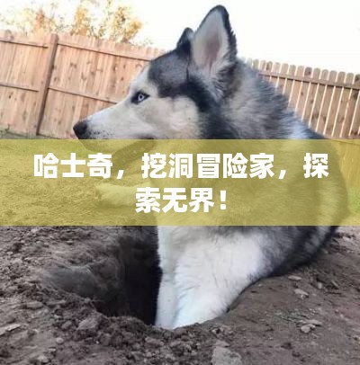 哈士奇,挖洞冒险家,探索无界!