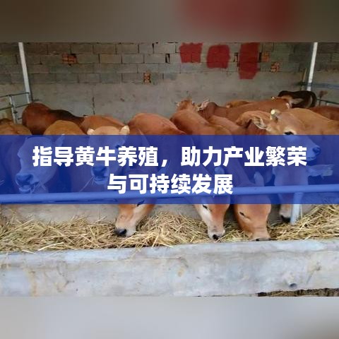 指导黄牛养殖,助力产业繁荣与可持续发展