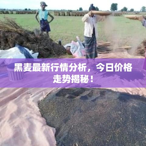 黑麦最新行情分析,今日价格走势揭秘!