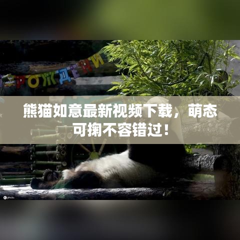 熊猫如意最新视频下载,萌态可掬不容错过!