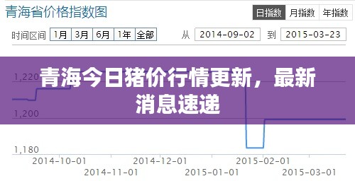 青海今日猪价行情更新,最新消息速递