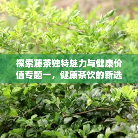 探索藤茶独特魅力与健康价值专题一,健康茶饮的新选择