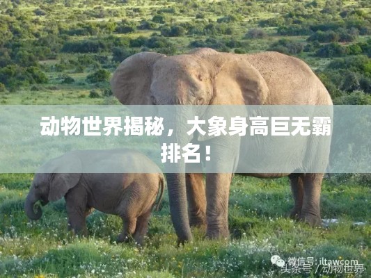 动物世界揭秘,大象身高巨无霸排名!