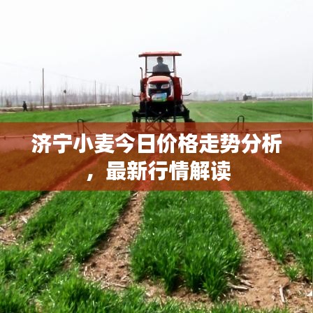 济宁小麦今日价格走势分析,最新行情解读