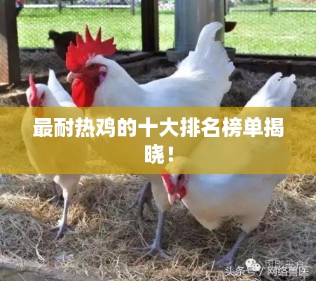 最耐热鸡的十大排名榜单揭晓!