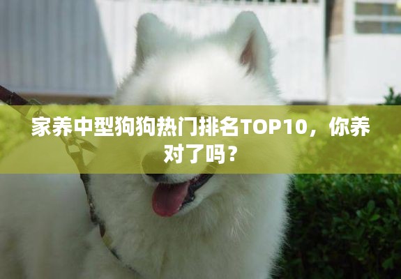 家养中型狗狗热门排名TOP10,你养对了吗?