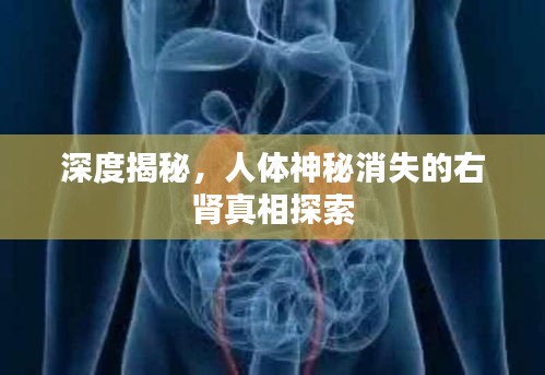 深度揭秘,人体神秘消失的右肾真相探索