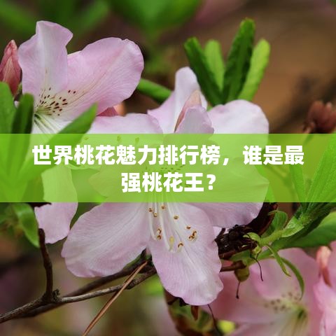世界桃花魅力排行榜,谁是最强桃花王?