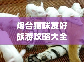 烟台猫咪友好旅游攻略大全!必玩景点一网打尽!